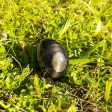 Bild von Yoni Ei - goldener Obsidian M